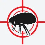 Flea with target graphic representing flea treatment and pest control in Canberra